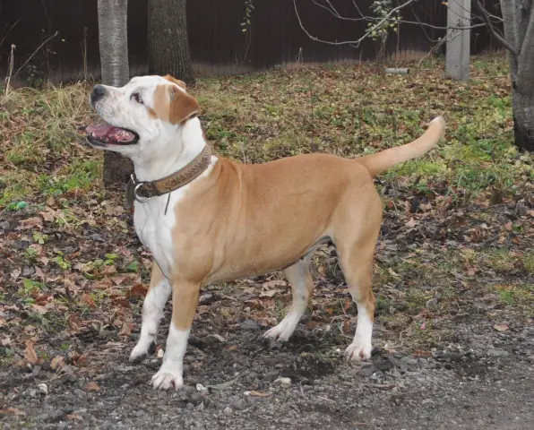 Hekate's Sacred Dogs Kungir