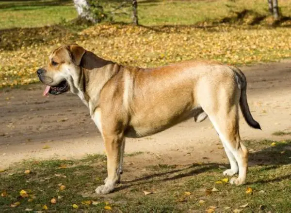 Hekate's Sacred Dogs Tryam