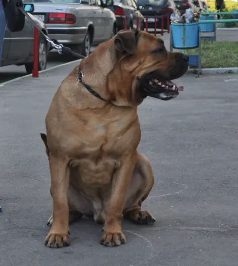 Vaenga Sanson Ignasio