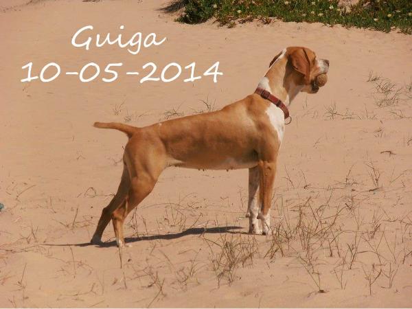 Guiga da Flor da Ria