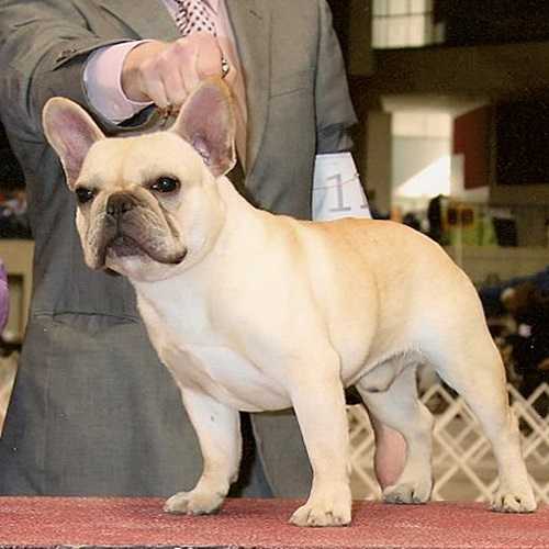 Daystar's Handsome Beamer