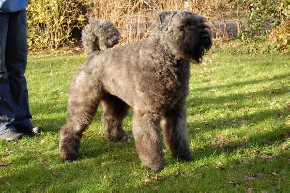 Quincy-Dustie Van de Vanenblikhoeve