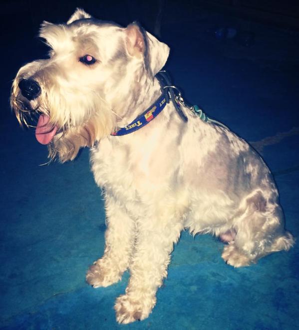 Toby