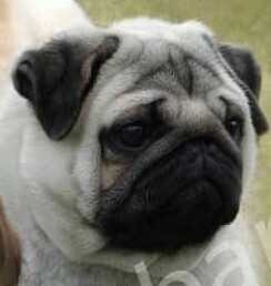 PUGPATCH'S ERHU