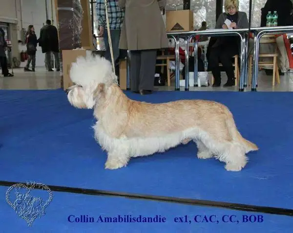 Collin Amabilisdandie