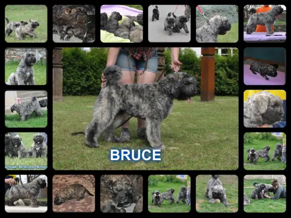 BRUCE April North Carpaty