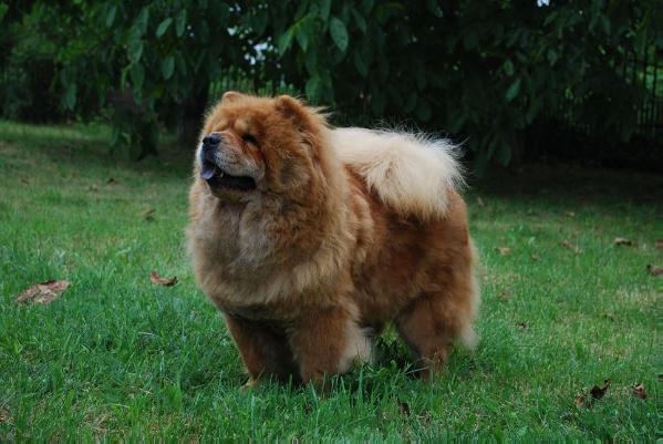 barbary chow chows