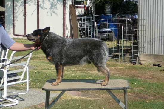 Sageroo Heelerhill Blu Reetu