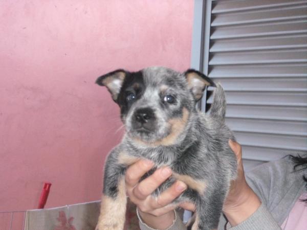 Aika do NVBK HEELER SELIVON