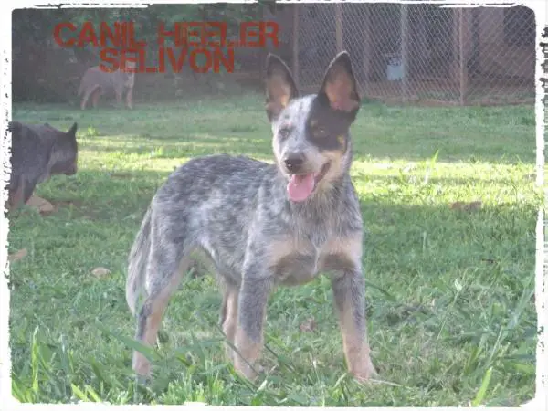 Apollo do NVBK HEELER SELIVON