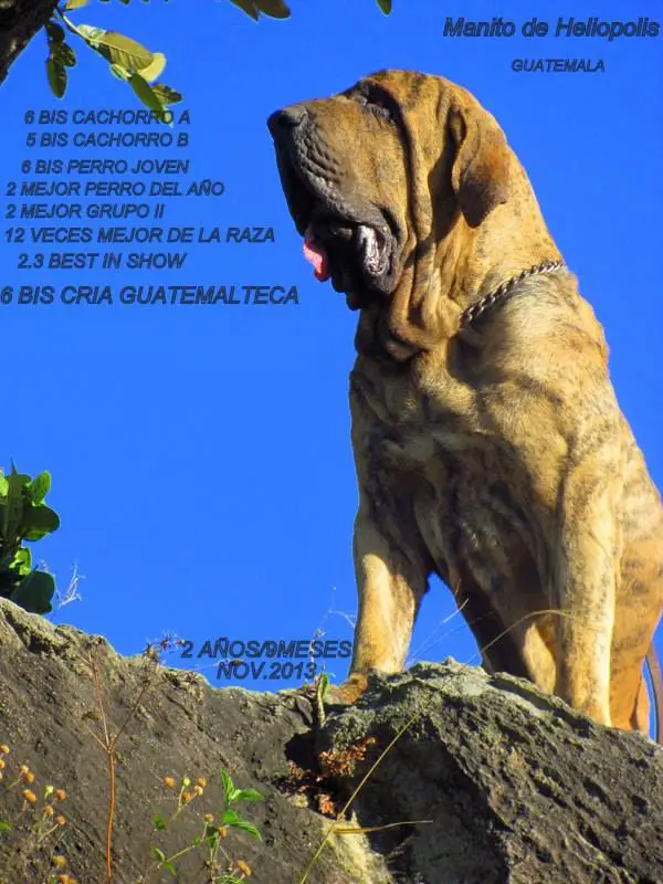 Manito II de heliopolis-Bicus