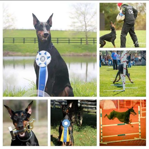 Von shop jett dobermans