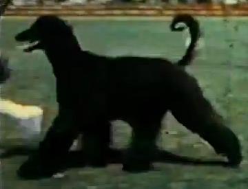 Sahadi Shikari