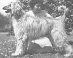 Majara Munshi