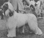 Majara Menelek