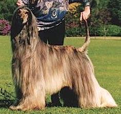 Mr Sandmans Wizard Of Quom