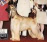 Lipizzan's Big Red Machine