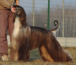 Agha Djari's Pride Goes Before Fall