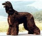 Binte von der Irminsul