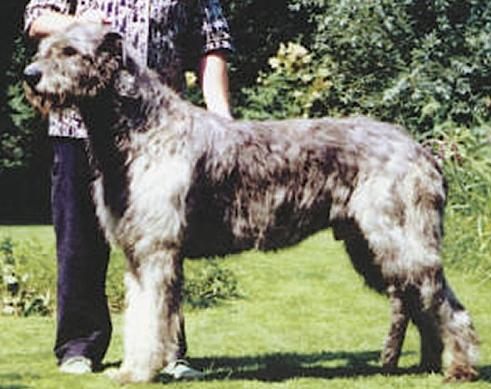Erinwood Xact VD Oelmuhle