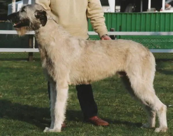 Zebulon Von Der Oelmuhle