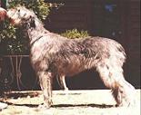 Tirowen Miss Matilda