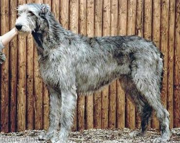 Wolfhouse Jackie the Jackal