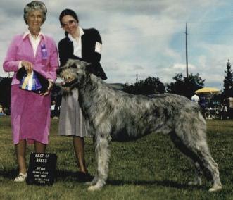 Solstrand Fenton of Bailebrae