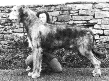 Marumac Charlock