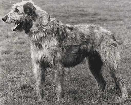 Wellandscroft Flynn