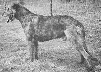 Eaglescrag Clonroe of Nendrum