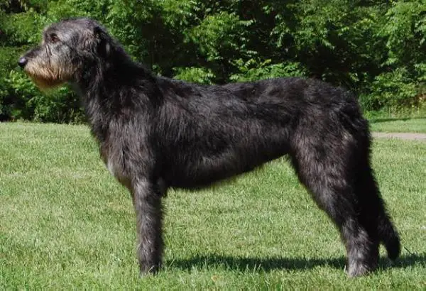 Bronwyn of Cnoc Greina