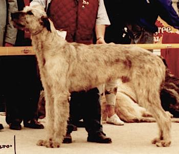 Wolf Tone John Foggerty