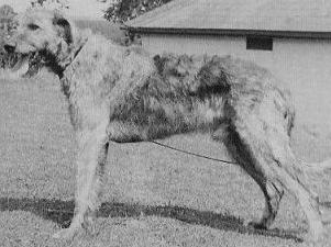 Sulhamstead Sedlestan Rebel