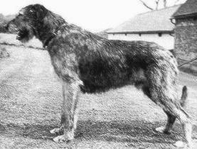 Sulhamstead Fellus