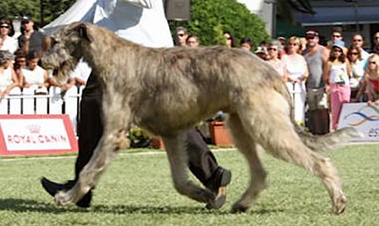 Cronos Salutaris