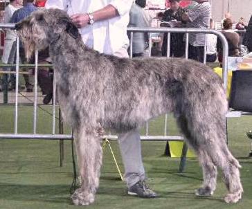 Spartacus Du Grand Chien De Culann