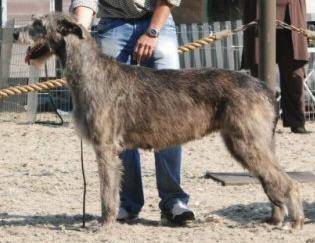 Ultrasonic Du Grand Chien De Culann