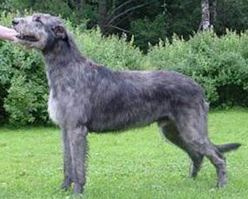 Westmount Zaxen Borka