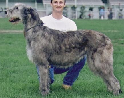 Only you Du grand Chien de Culann