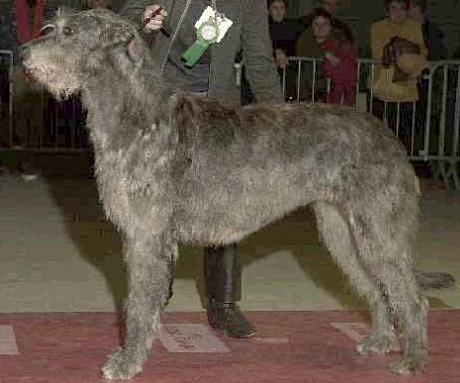 Mayerling Du Grand Chien de Culann
