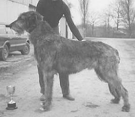 Eaglescrag Lysander