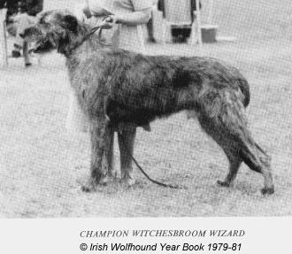 Witchesbroom Wizard