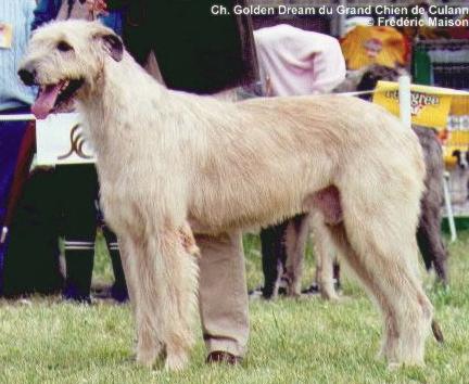 Golden Dream Du Grand Chien de Culann