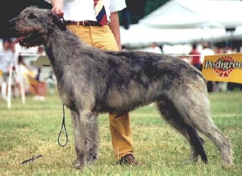 Justice of The Peace Du Grand Chien de Culann