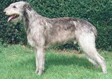 Tiriliffin Georgian