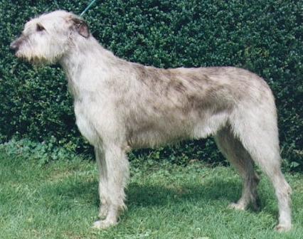 Eva du Grand Chien de Culann