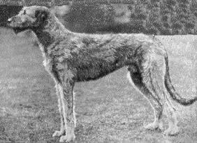 Chulainn Connacht
