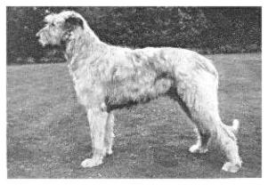 Sulhamstead Fella