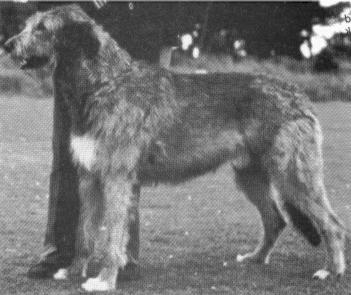 Carrokeel Merlin Coillte